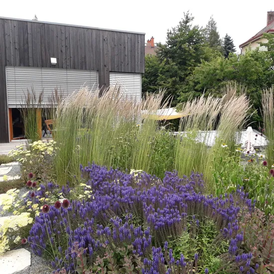 Zelené střechy Zelené střechy